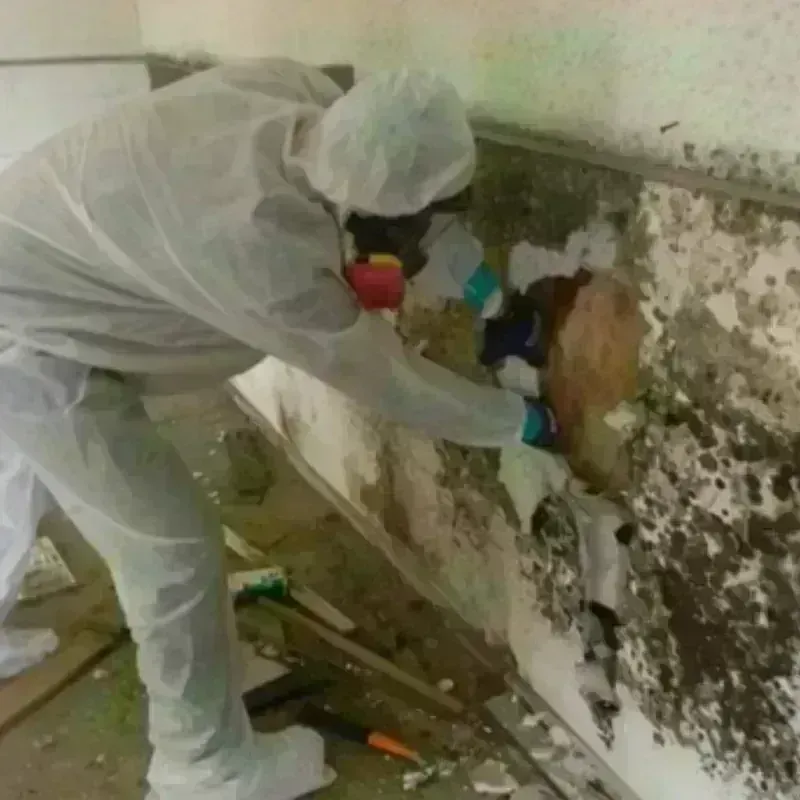 Mold Remediation and Removal in Lantana, TX